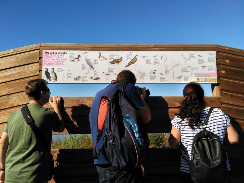 Avistamiento de pajaros