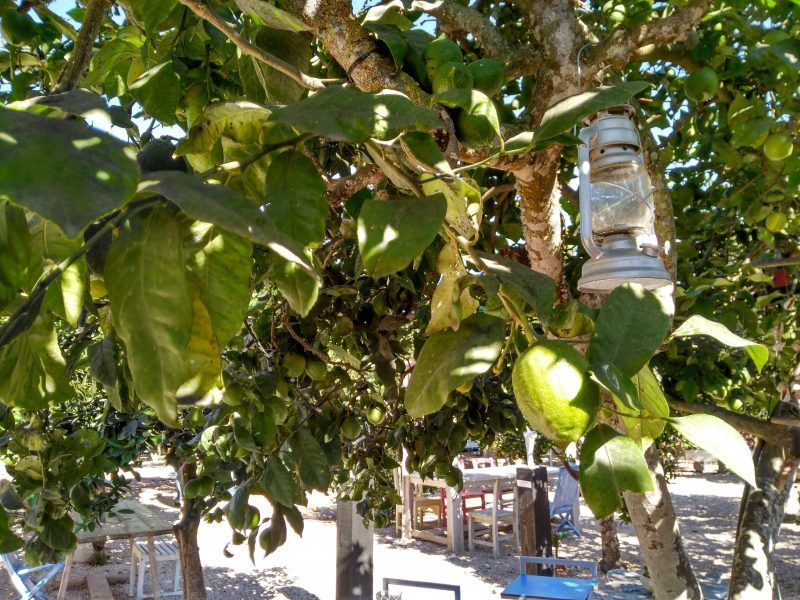 Limonero, jardín Es Caliu