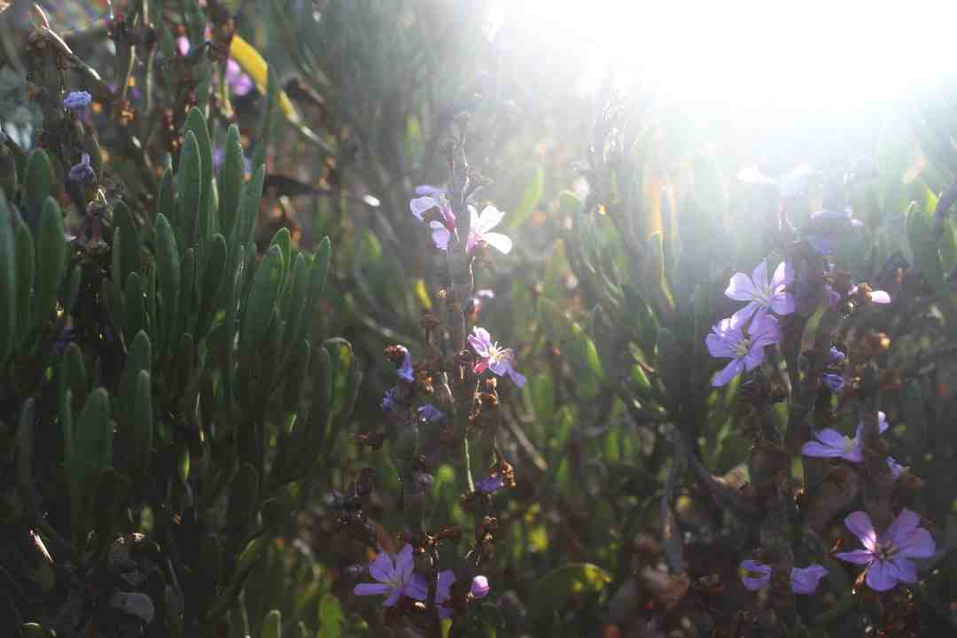 Comment aller à Formentera en avion ?