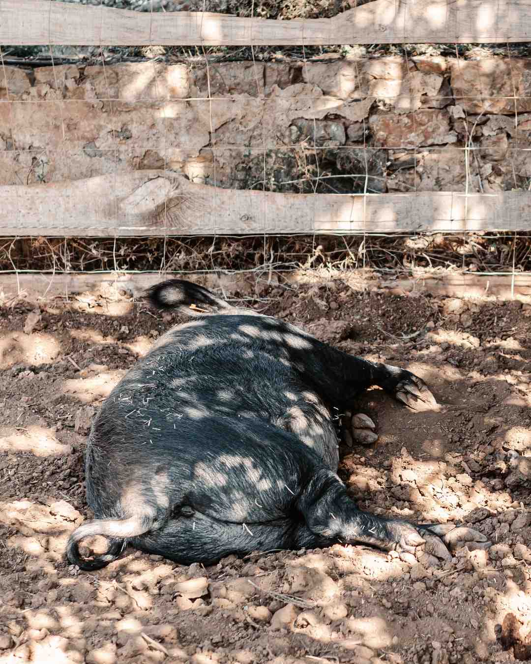 Où aller à Ibiza en couple ?