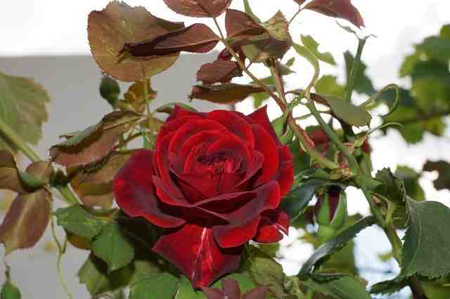 Où aller à Ibiza en couple ?